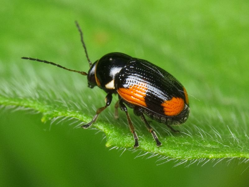 Cryptocephalus (Cryptocephalus) moraei (Linnaeus, 1758)